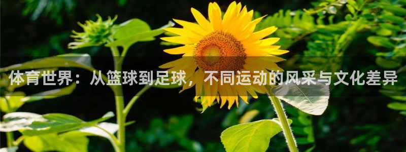 意昂2体育凯捷平台注册